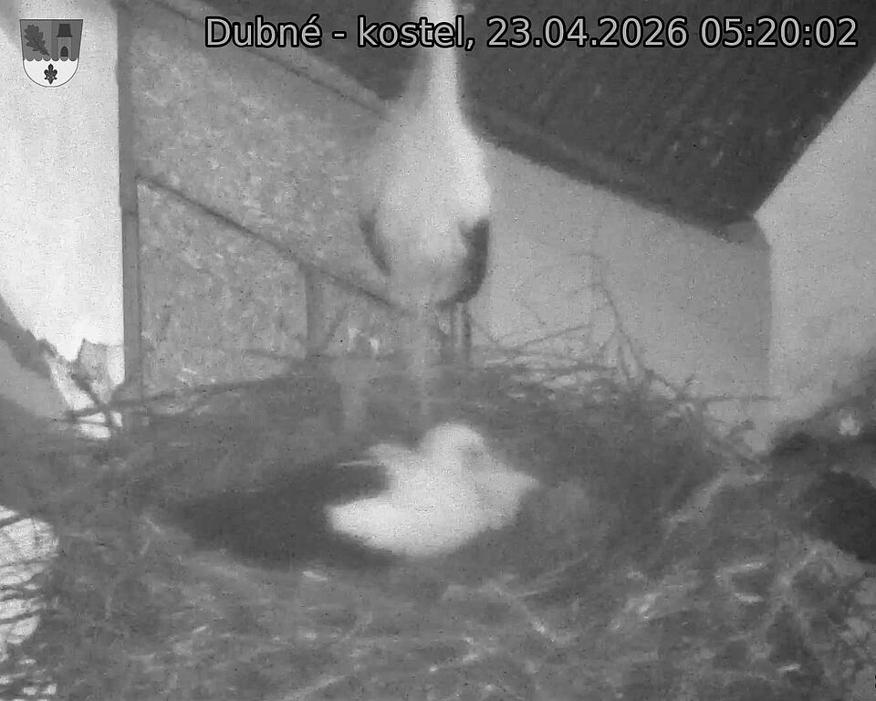 Capi_Dubne_20260423_052002.jpg (1350&nbsp;x&nbsp;1080)