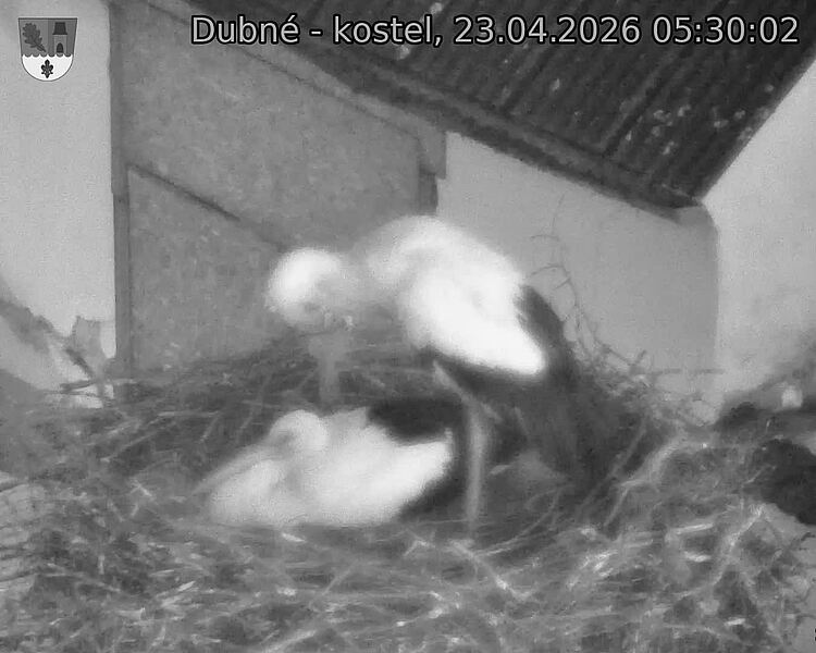 Capi_Dubne_20260423_053002.jpg (1350&nbsp;x&nbsp;1080)