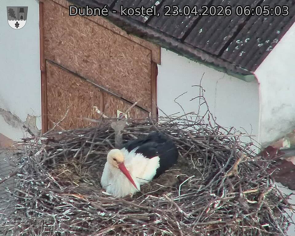 Capi_Dubne_20260423_060503.jpg (1350&nbsp;x&nbsp;1080)