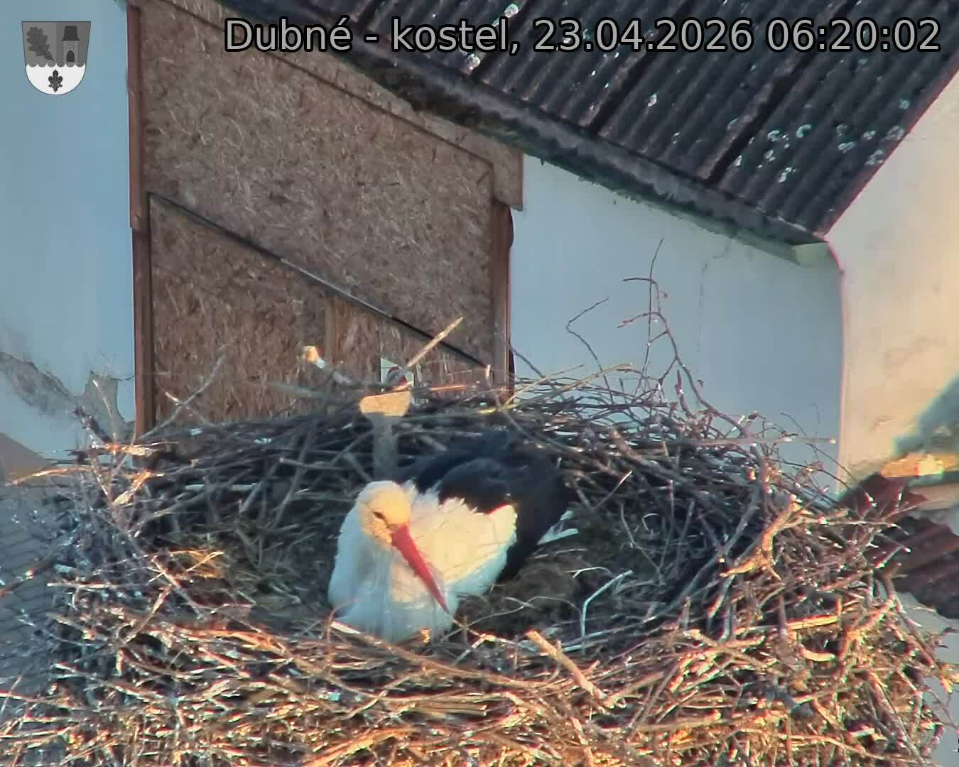 Capi_Dubne_20260423_062002.jpg (1350&nbsp;x&nbsp;1080)