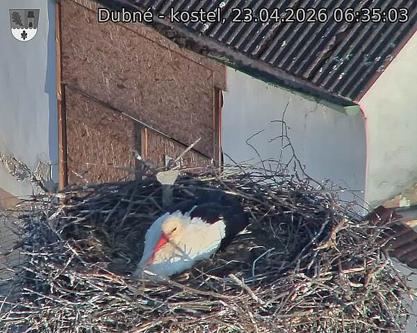 Capi_Dubne_20260423_063503.jpg (1350&nbsp;x&nbsp;1080)