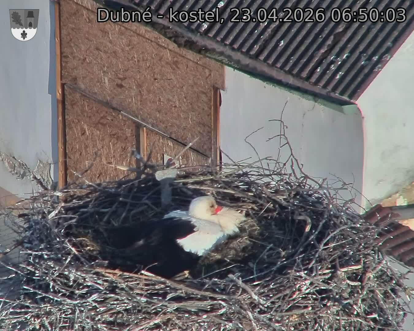 Capi_Dubne_20260423_065003.jpg (1350&nbsp;x&nbsp;1080)