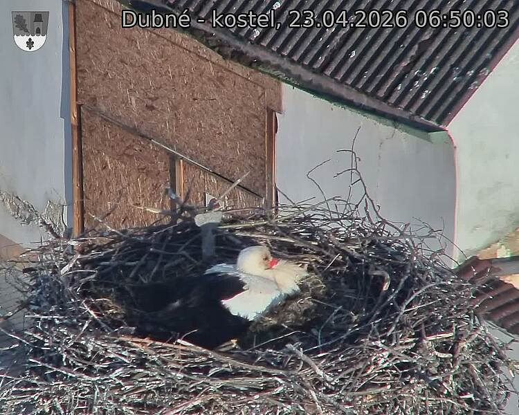 Capi_Dubne_20260423_065003.jpg (1350&nbsp;x&nbsp;1080)