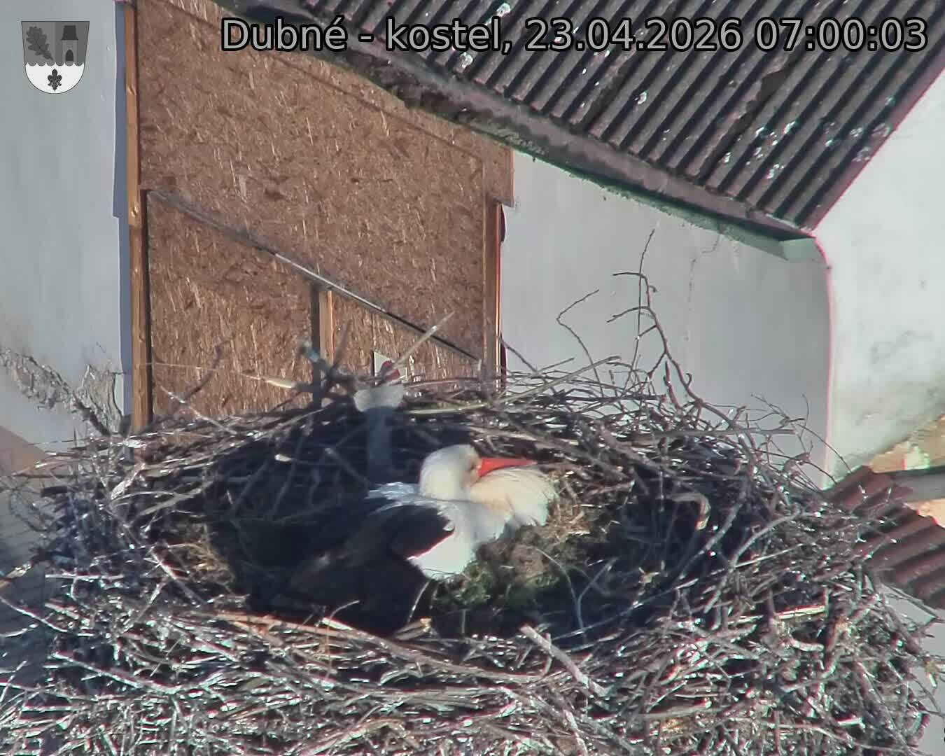 Capi_Dubne_20260423_070003.jpg (1350&nbsp;x&nbsp;1080)