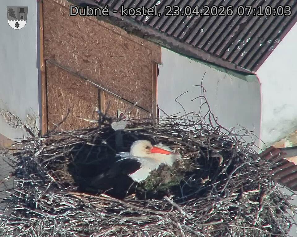 Capi_Dubne_20260423_071003.jpg (1350&nbsp;x&nbsp;1080)