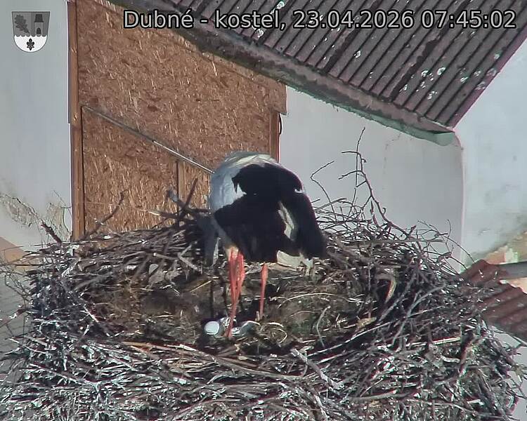 Capi_Dubne_20260423_074502.jpg (1350&nbsp;x&nbsp;1080)