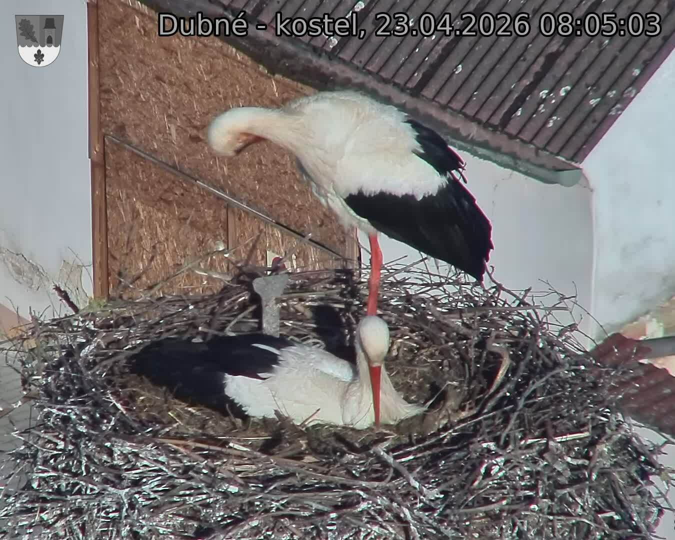 Capi_Dubne_20260423_080503.jpg (1350&nbsp;x&nbsp;1080)