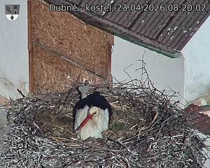 Capi_Dubne_20260423_082002.jpg (1350&nbsp;x&nbsp;1080)