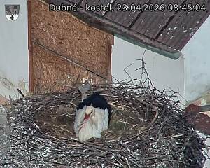 Capi_Dubne_20260423_084504.jpg (1350&nbsp;x&nbsp;1080)