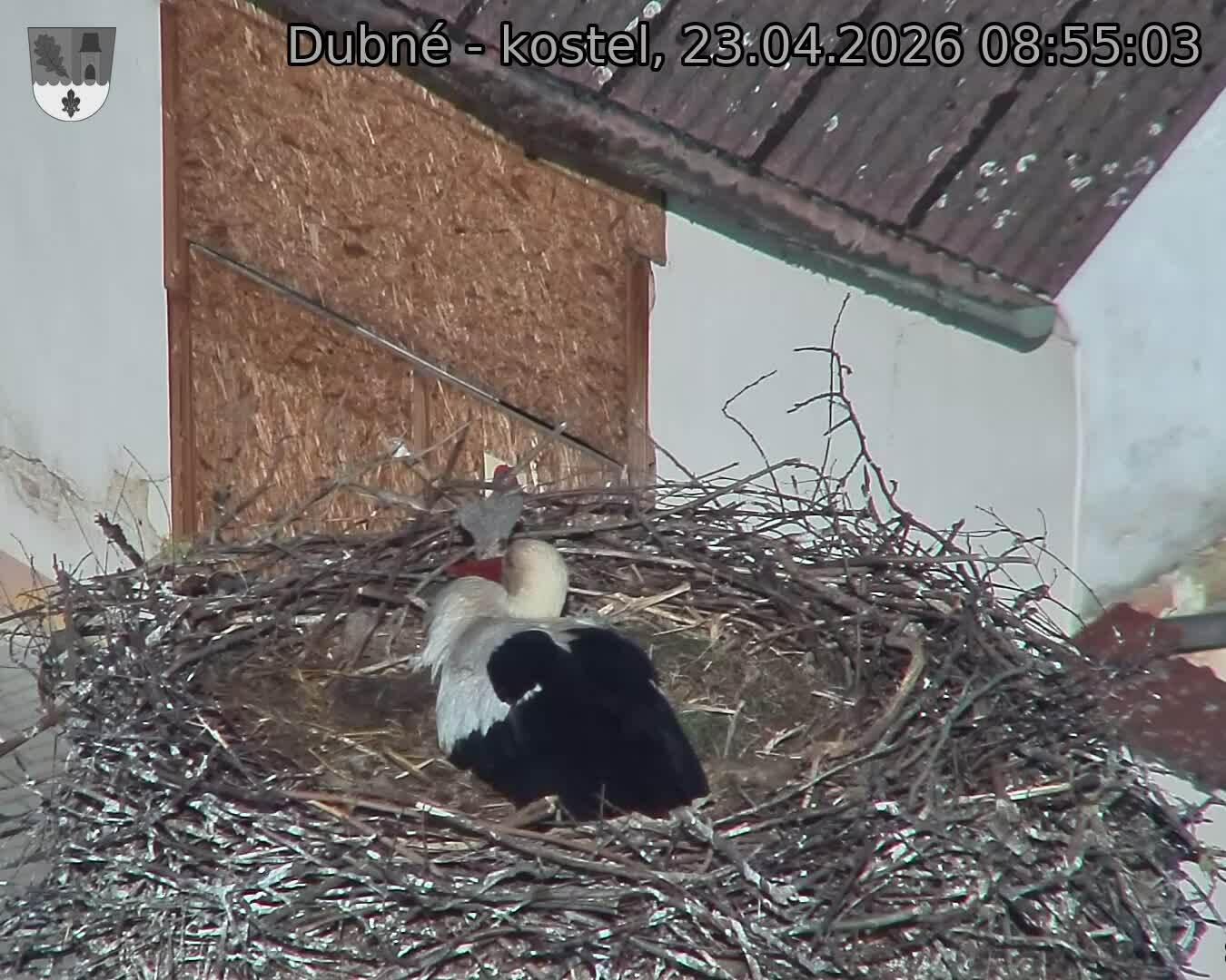 Capi_Dubne_20260423_085503.jpg (1350&nbsp;x&nbsp;1080)