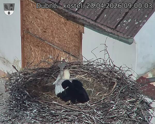 Capi_Dubne_20260423_090003.jpg (1350&nbsp;x&nbsp;1080)