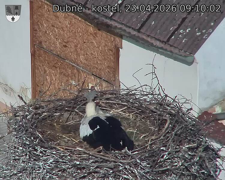 Capi_Dubne_20260423_091002.jpg (1350&nbsp;x&nbsp;1080)