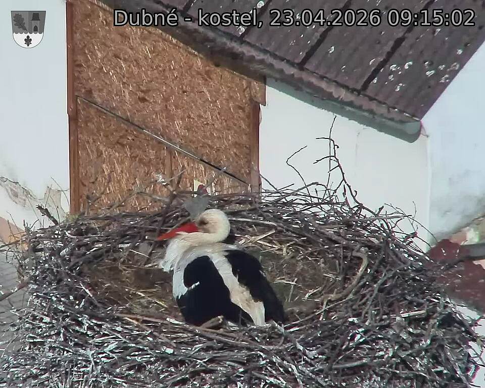 Capi_Dubne_20260423_091502.jpg (1350&nbsp;x&nbsp;1080)