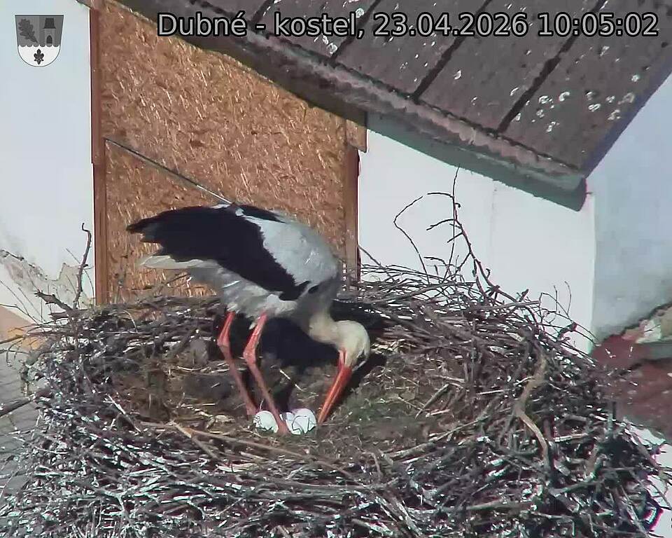 Capi_Dubne_20260423_100502.jpg (1350&nbsp;x&nbsp;1080)