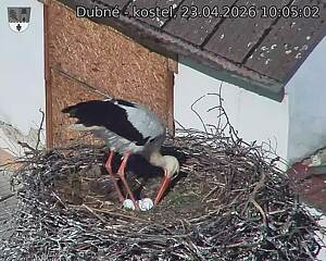 Capi_Dubne_20260423_100502.jpg (1350&nbsp;x&nbsp;1080)