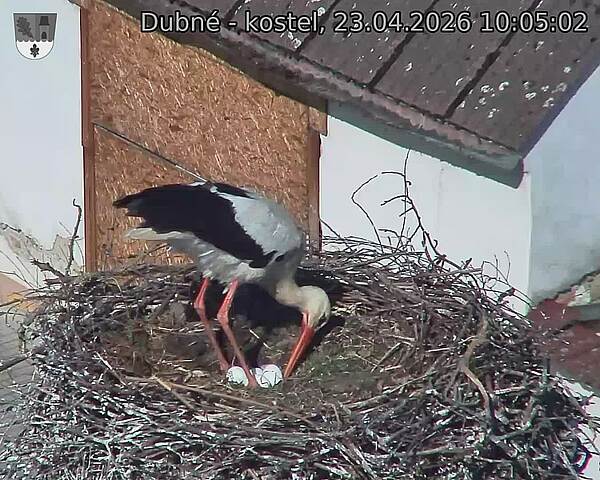 Capi_Dubne_20260423_100502.jpg (1350&nbsp;x&nbsp;1080)