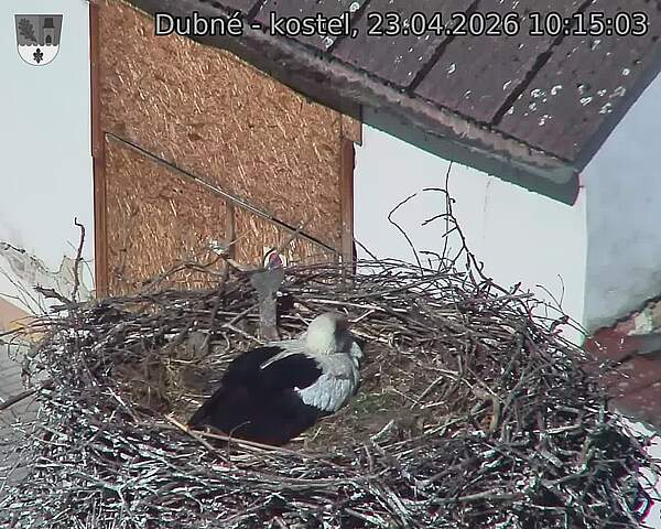 Capi_Dubne_20260423_101503.jpg (1350&nbsp;x&nbsp;1080)