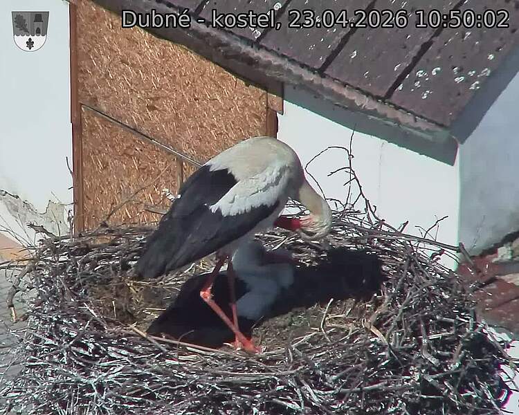 Capi_Dubne_20260423_105002.jpg (1350&nbsp;x&nbsp;1080)