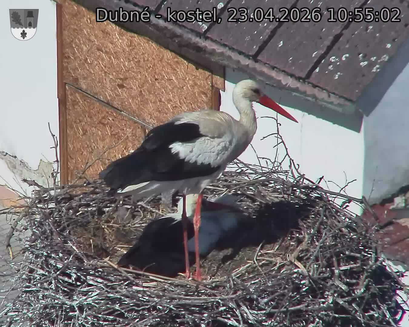 Capi_Dubne_20260423_105502.jpg (1350&nbsp;x&nbsp;1080)