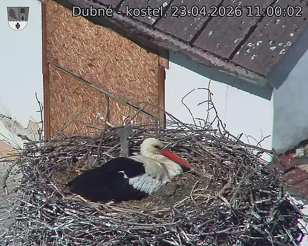 Capi_Dubne_20260423_110002.jpg (1350&nbsp;x&nbsp;1080)