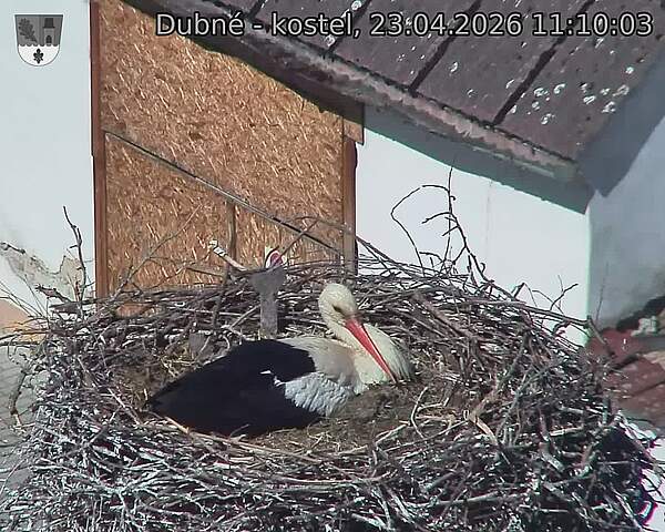 Capi_Dubne_20260423_111003.jpg (1350&nbsp;x&nbsp;1080)