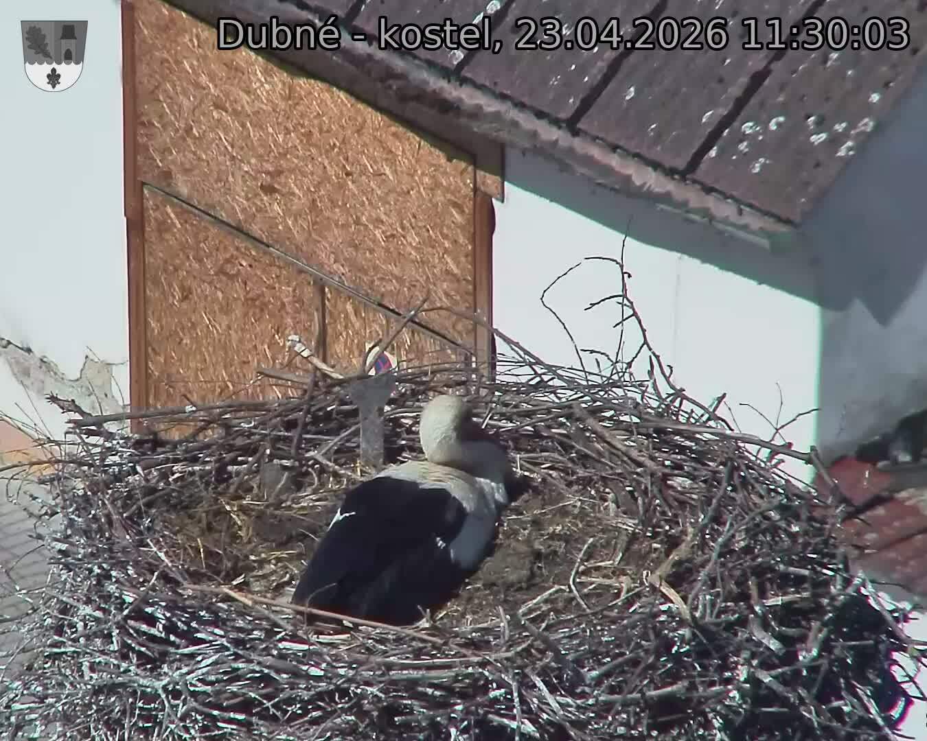 Capi_Dubne_20260423_113003.jpg (1350&nbsp;x&nbsp;1080)