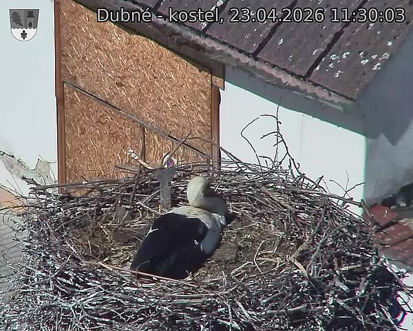 Capi_Dubne_20260423_113003.jpg (1350&nbsp;x&nbsp;1080)