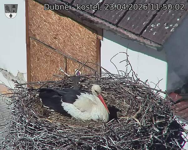 Capi_Dubne_20260423_115002.jpg (1350&nbsp;x&nbsp;1080)