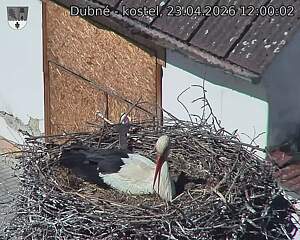 Capi_Dubne_20260423_120002.jpg (1350&nbsp;x&nbsp;1080)