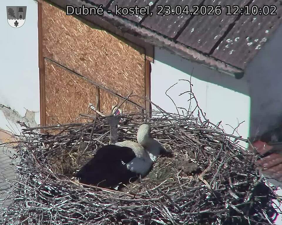 Capi_Dubne_20260423_121002.jpg (1350&nbsp;x&nbsp;1080)