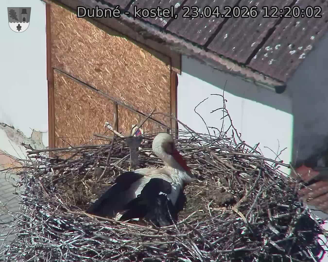 Capi_Dubne_20260423_122002.jpg (1350&nbsp;x&nbsp;1080)