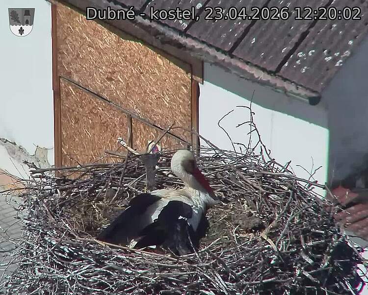 Capi_Dubne_20260423_122002.jpg (1350&nbsp;x&nbsp;1080)