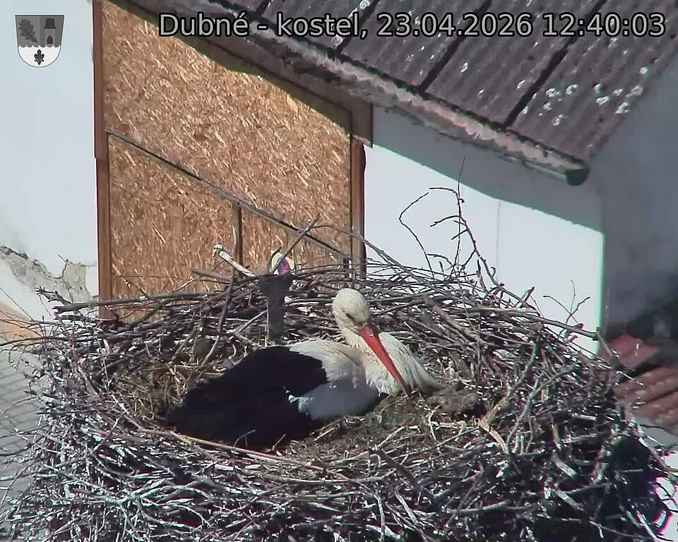 Capi_Dubne_20260423_124003.jpg (1350&nbsp;x&nbsp;1080)