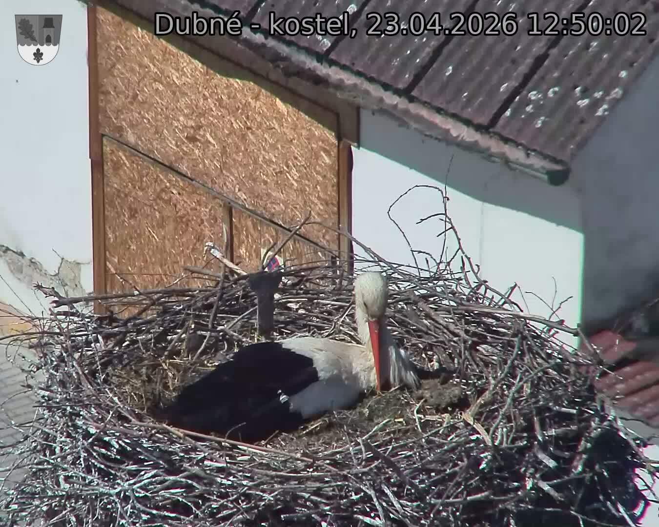 Capi_Dubne_20260423_125002.jpg (1350&nbsp;x&nbsp;1080)