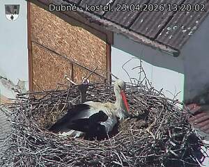 Capi_Dubne_20260423_132002.jpg (1350&nbsp;x&nbsp;1080)