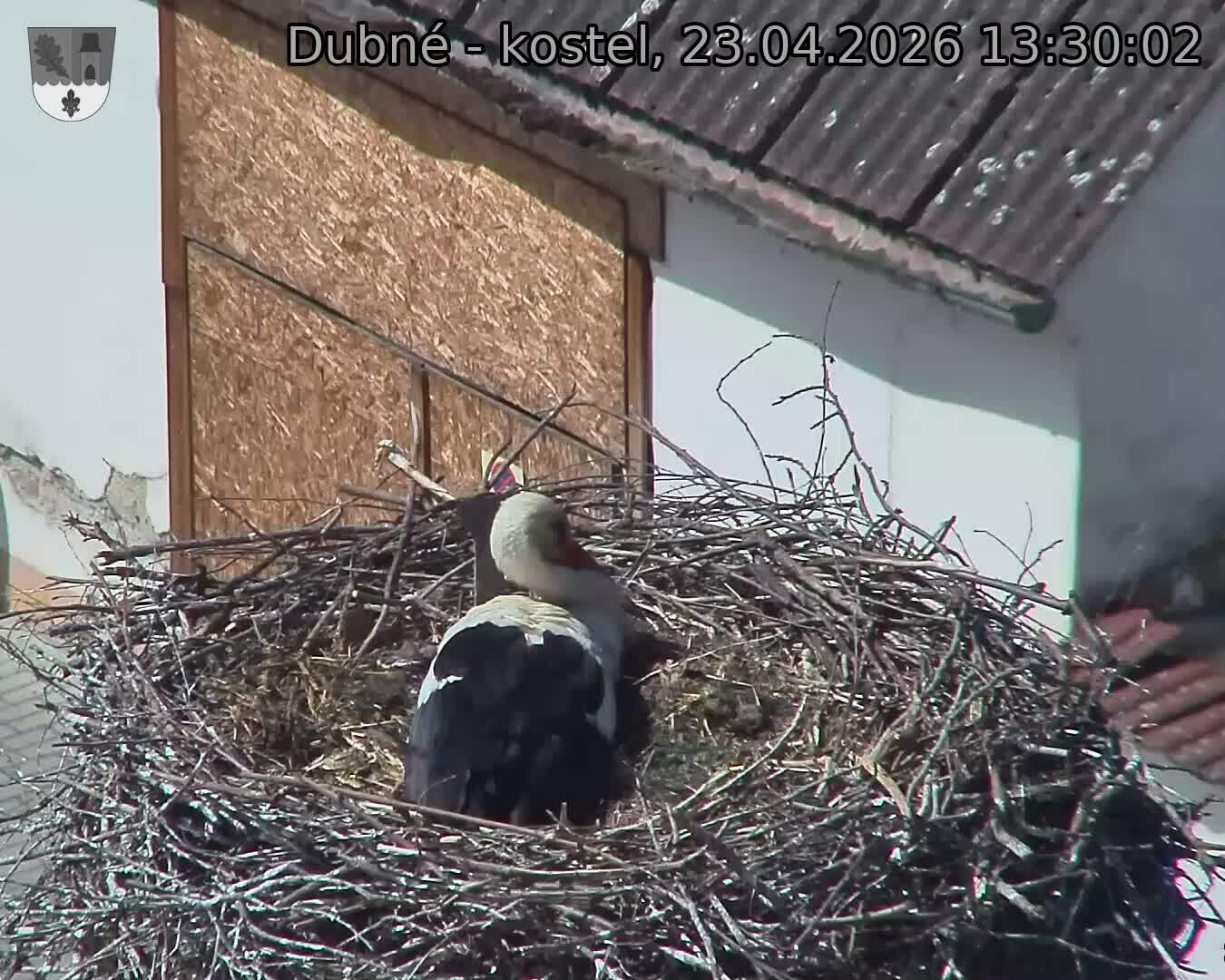 Capi_Dubne_20260423_133002.jpg (1350&nbsp;x&nbsp;1080)