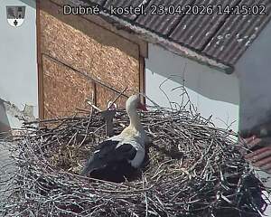 Capi_Dubne_20260423_141502.jpg (1350&nbsp;x&nbsp;1080)