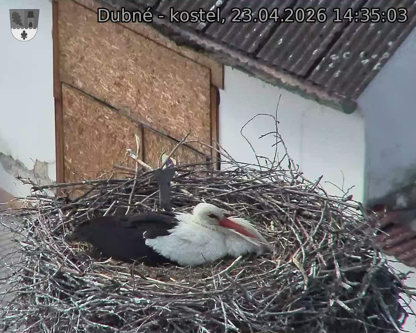 Capi_Dubne_20260423_143503.jpg (1350&nbsp;x&nbsp;1080)