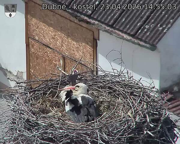 Capi_Dubne_20260423_145503.jpg (1350&nbsp;x&nbsp;1080)