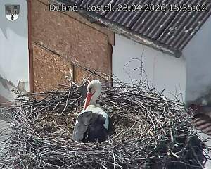 Capi_Dubne_20260423_153502.jpg (1350&nbsp;x&nbsp;1080)