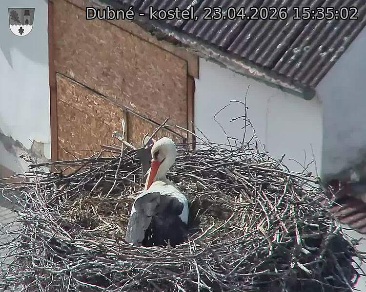 Capi_Dubne_20260423_153502.jpg (1350&nbsp;x&nbsp;1080)