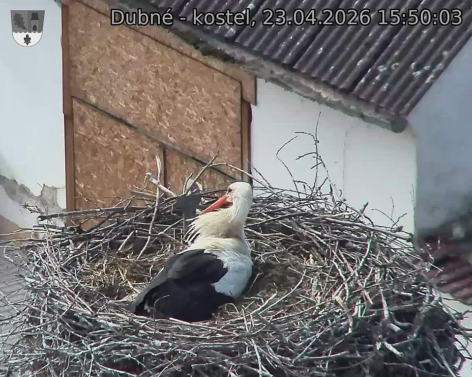 Capi_Dubne_20260423_155003.jpg (1350&nbsp;x&nbsp;1080)