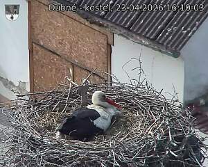 Capi_Dubne_20260423_161003.jpg (1350&nbsp;x&nbsp;1080)