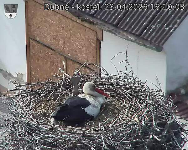 Capi_Dubne_20260423_161003.jpg (1350&nbsp;x&nbsp;1080)