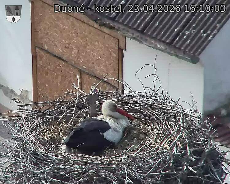 Capi_Dubne_20260423_161003.jpg (1350&nbsp;x&nbsp;1080)