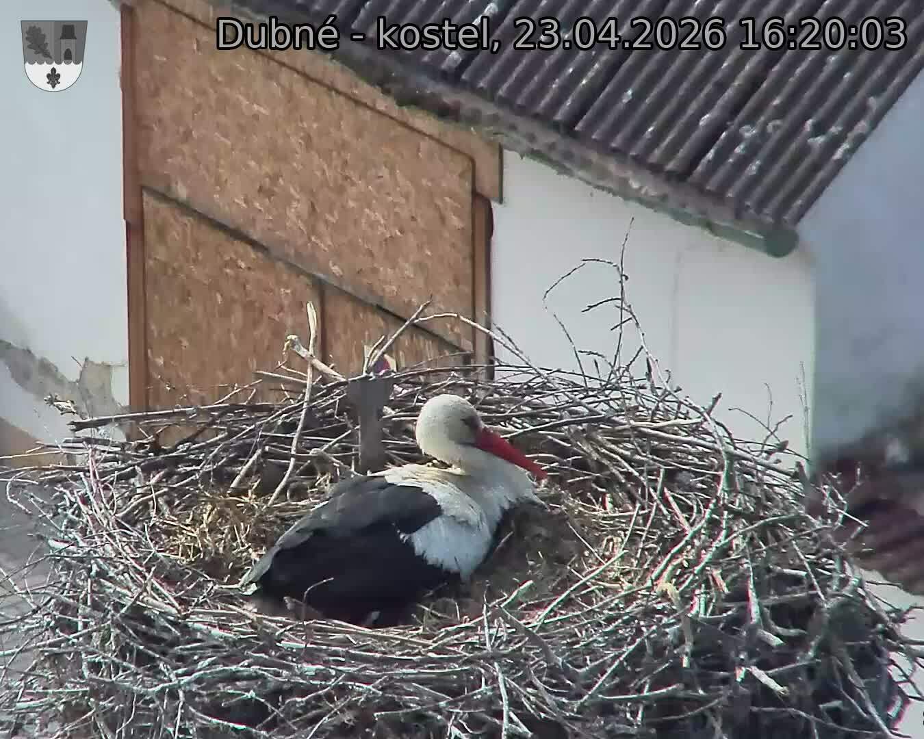 Capi_Dubne_20260423_162003.jpg (1350&nbsp;x&nbsp;1080)