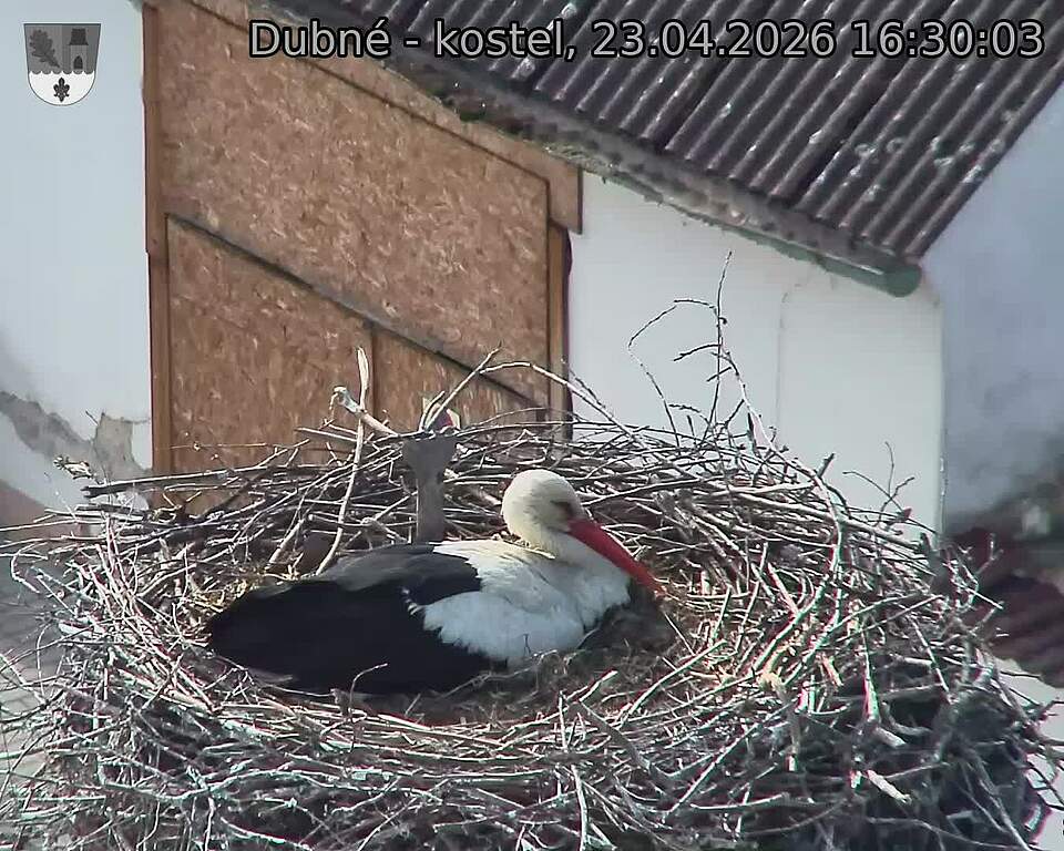 Capi_Dubne_20260423_163003.jpg (1350&nbsp;x&nbsp;1080)