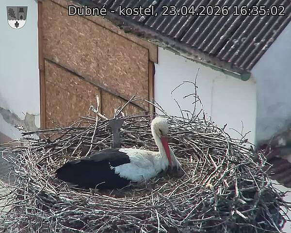 Capi_Dubne_20260423_163502.jpg (1350&nbsp;x&nbsp;1080)