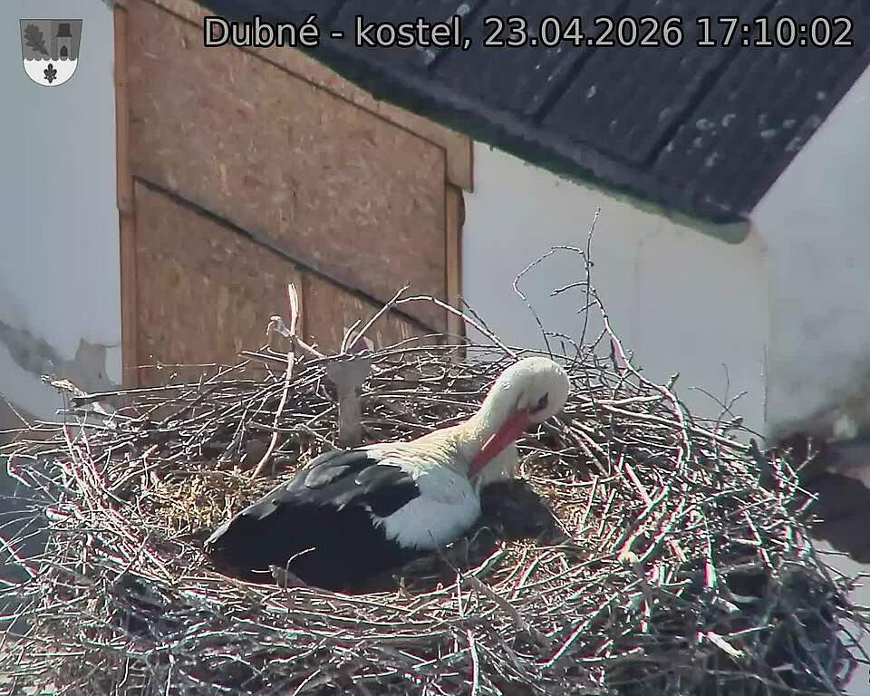 Capi_Dubne_20260423_171002.jpg (1350&nbsp;x&nbsp;1080)