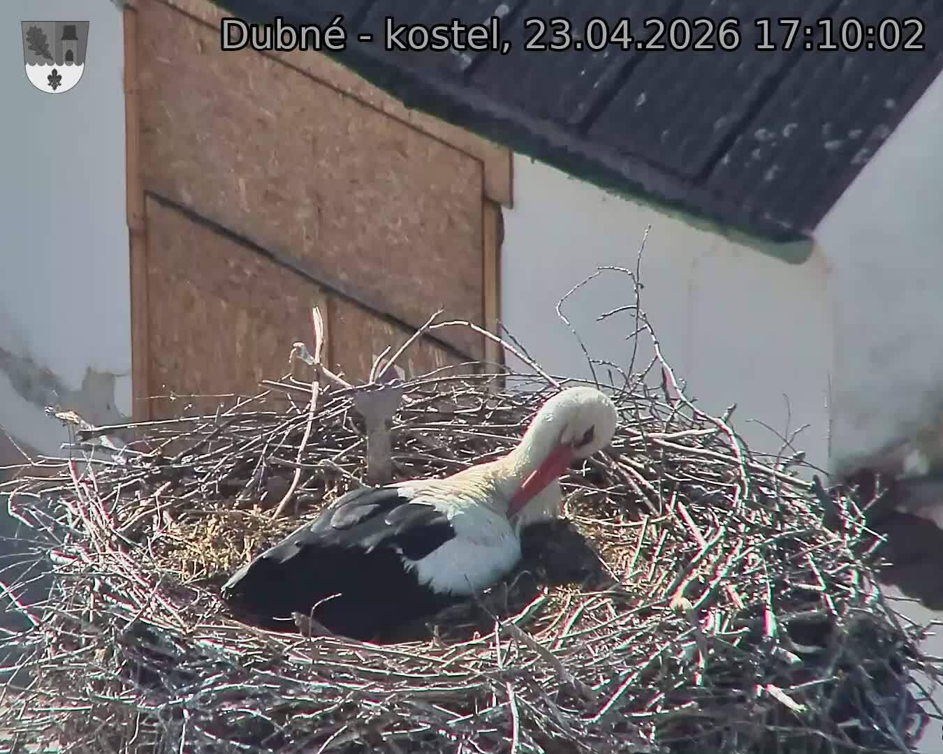 Capi_Dubne_20260423_171002.jpg (1350&nbsp;x&nbsp;1080)